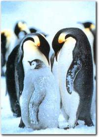 penguin.jpg