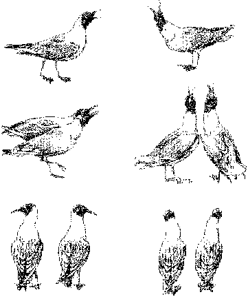 птицы