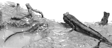 no40_2.gif (26326 bytes)