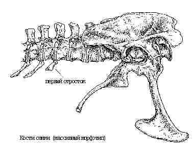 Кости самки