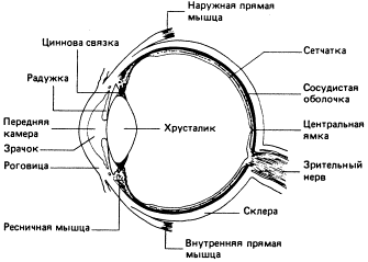 Зрительная сенсорная система реферат 9187