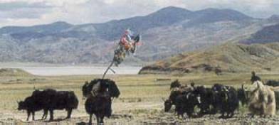 Доклад по теме Кианги и другие обитатели Тибета