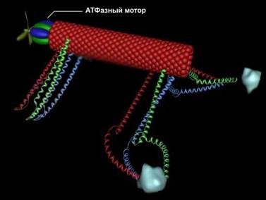 Реферат: Обзор биологических наномоторов