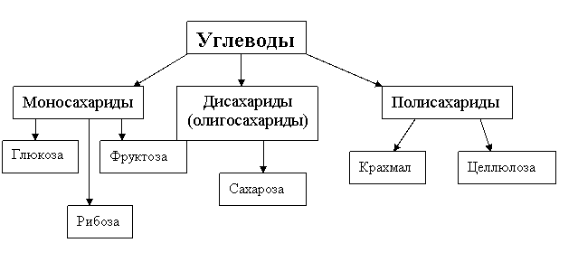 Реферат Углеводы И Их Роль В Живой Природе Реферат Углеводы И Их Роль В Живой Природе