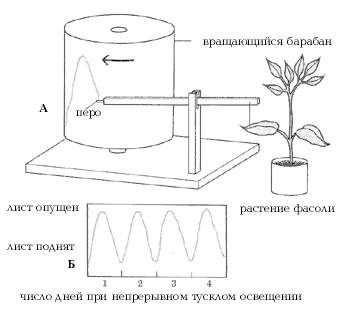 Биологические часы в природе реферат 4070